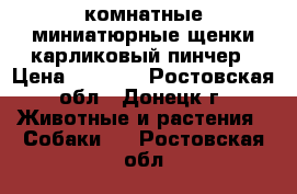 комнатные миниатюрные щенки карликовый пинчер › Цена ­ 4 000 - Ростовская обл., Донецк г. Животные и растения » Собаки   . Ростовская обл.